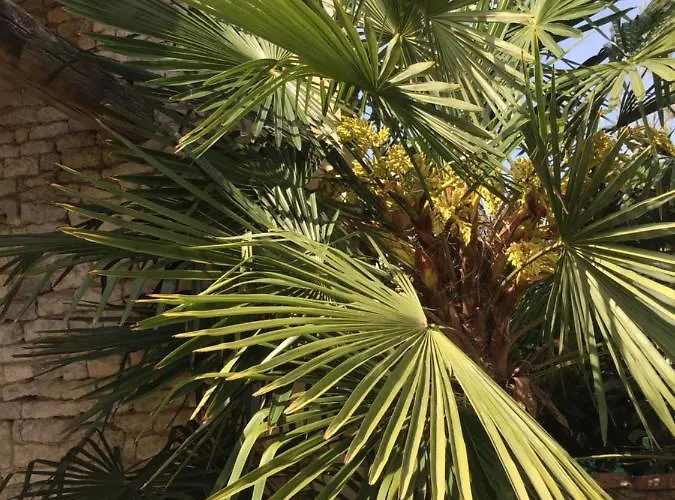 Rêves D'autise Couette-café